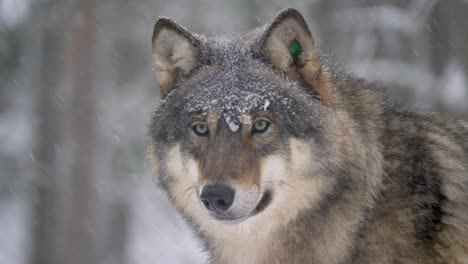 Mirada-Penetrante-De-Un-Gran-Lobo-Gris-Perseverando-Bajo-Una-Dura-Nevada-Fría---Retrato-De-Primer-Plano-Medio