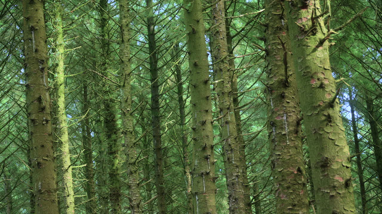 Windless calm dense pine forest tree trunks slow pan on summer day