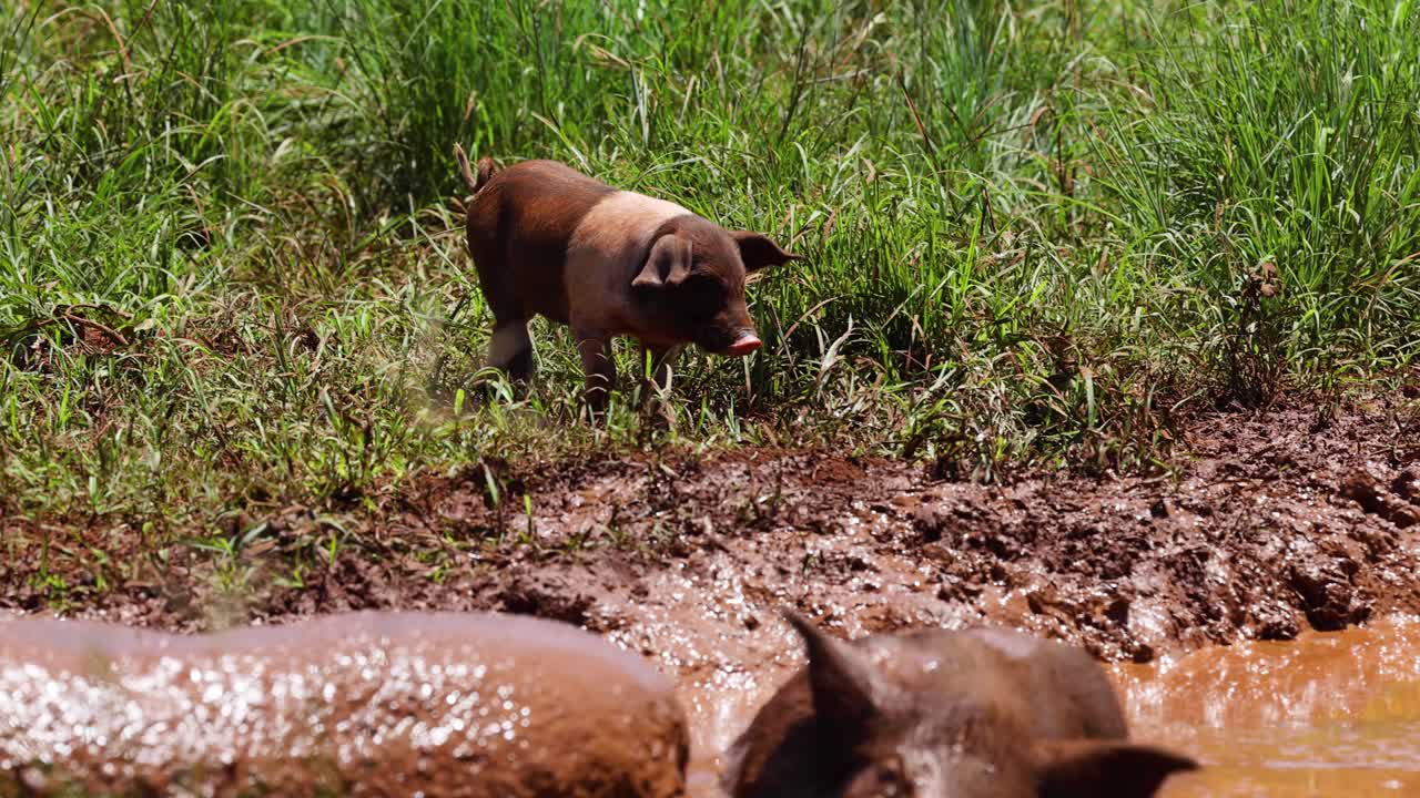 un cerdo navega a través del barro y la hierba.