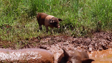 a piglet navigates through mud and grass.