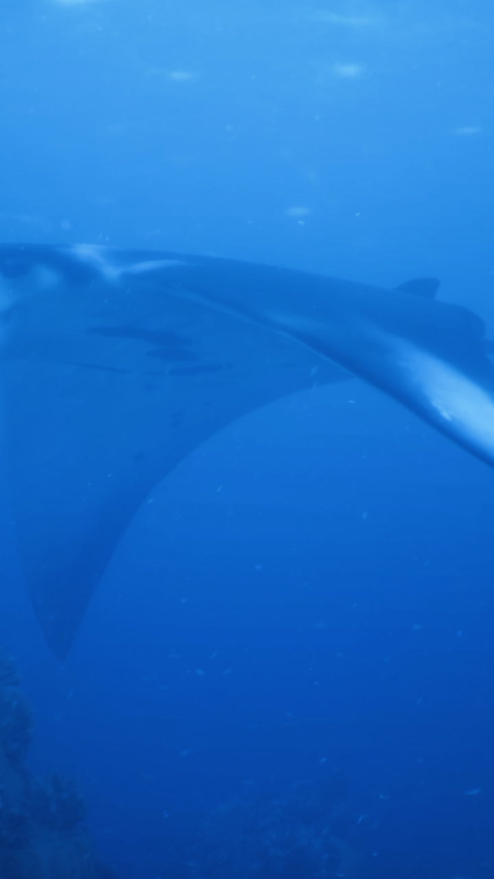 Majestic manta ray gliding through deep blue ocean waters on a tranquil dive