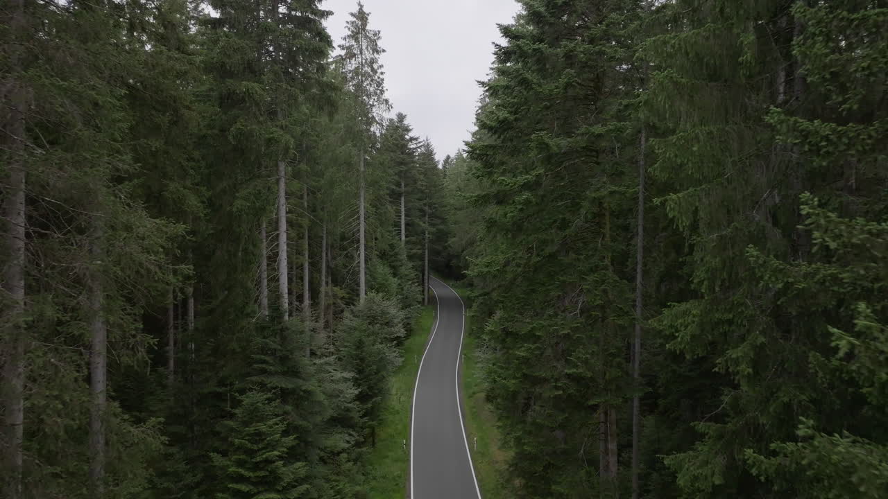 movimento aereo del drone sulla strada attraverso la foresta alta