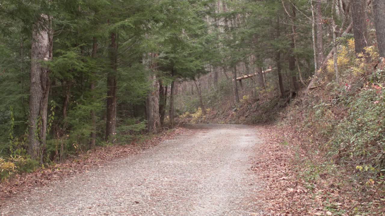 el camino de tierra que conduce al bosque.