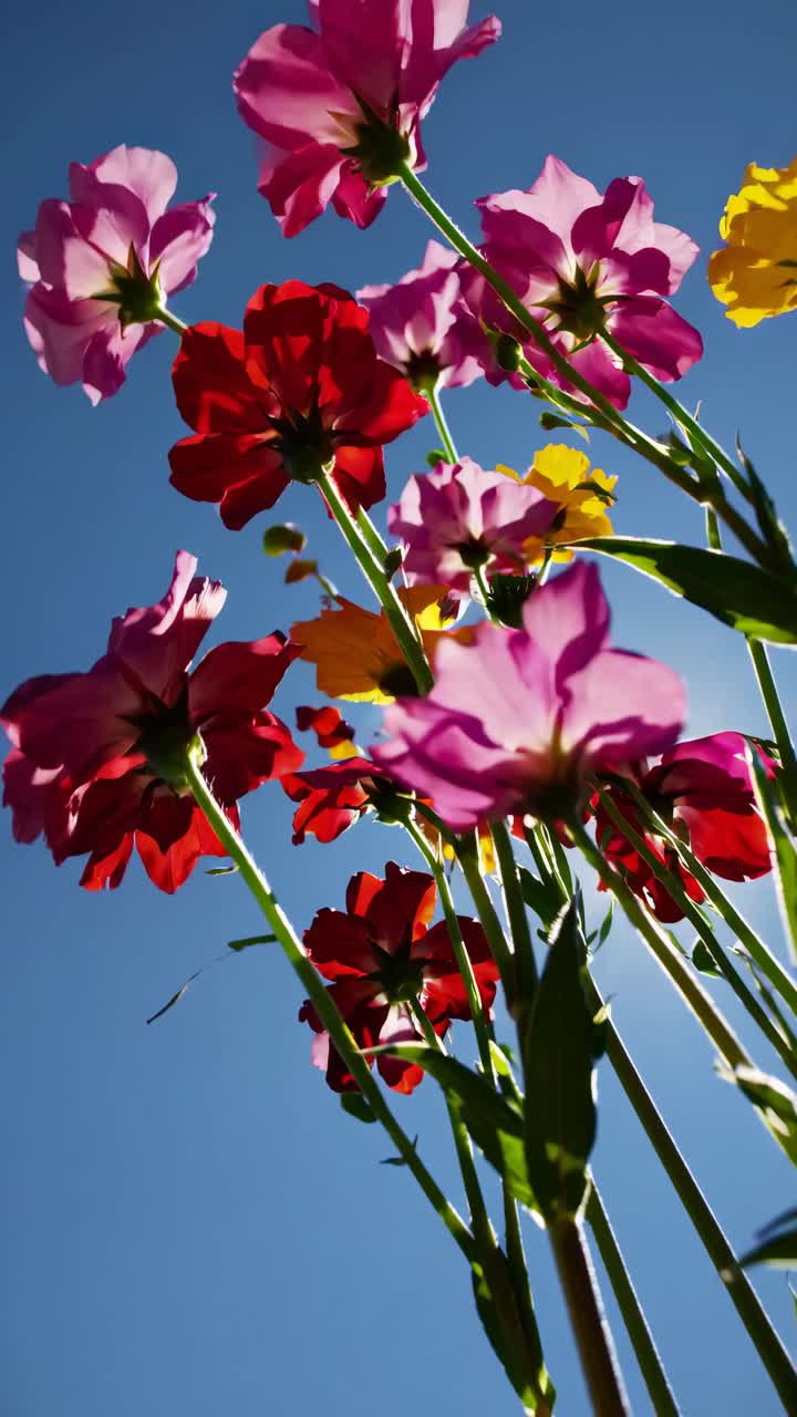Ripresa dal basso di fiori colorati contro un cielo azzurro limpido con il sole che splende, perfetto