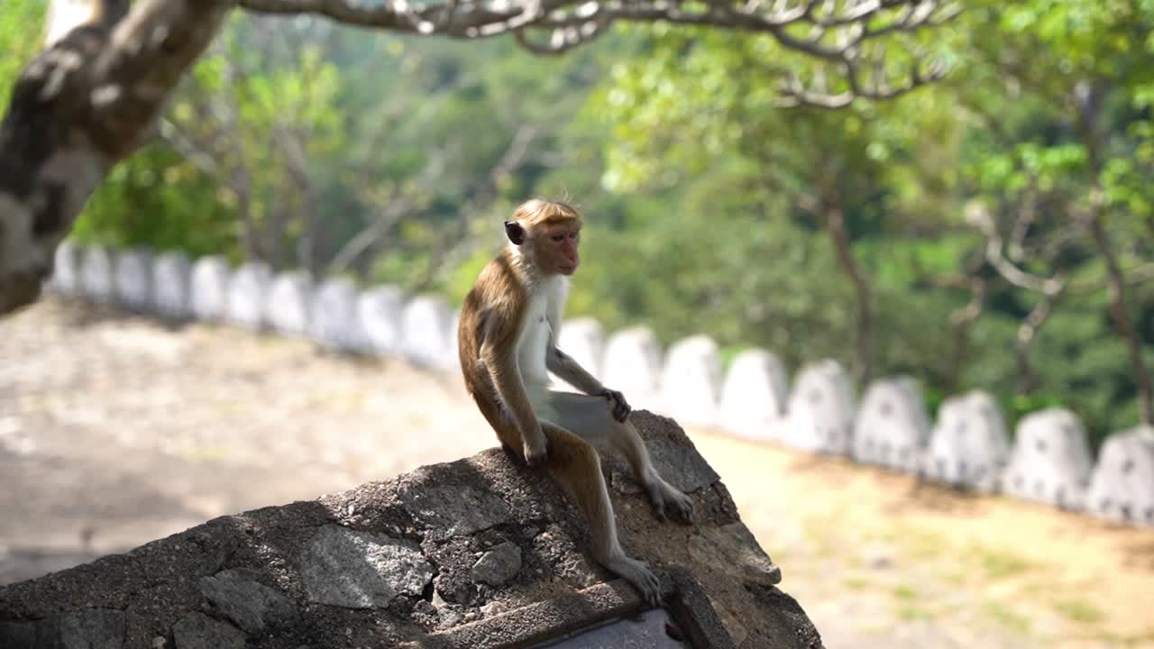 vista estática de un lindo mono como humano sentado en la cerca sobre una cueva del templo budista en dambulla, sri lanka
