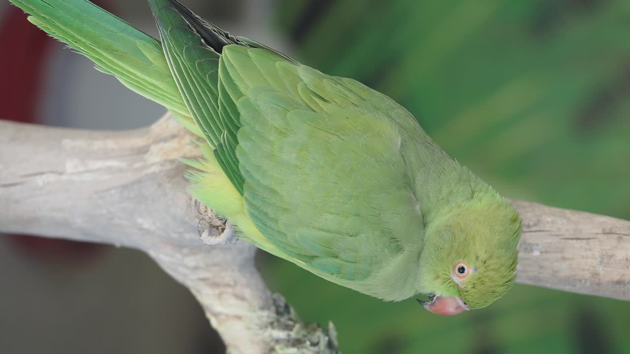 loro verde en una rama