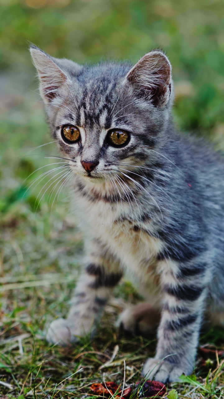 Frightened kitten sitting on the grass. Grey little cat sitting on the ground and looking at something outdoors. Vertical video
