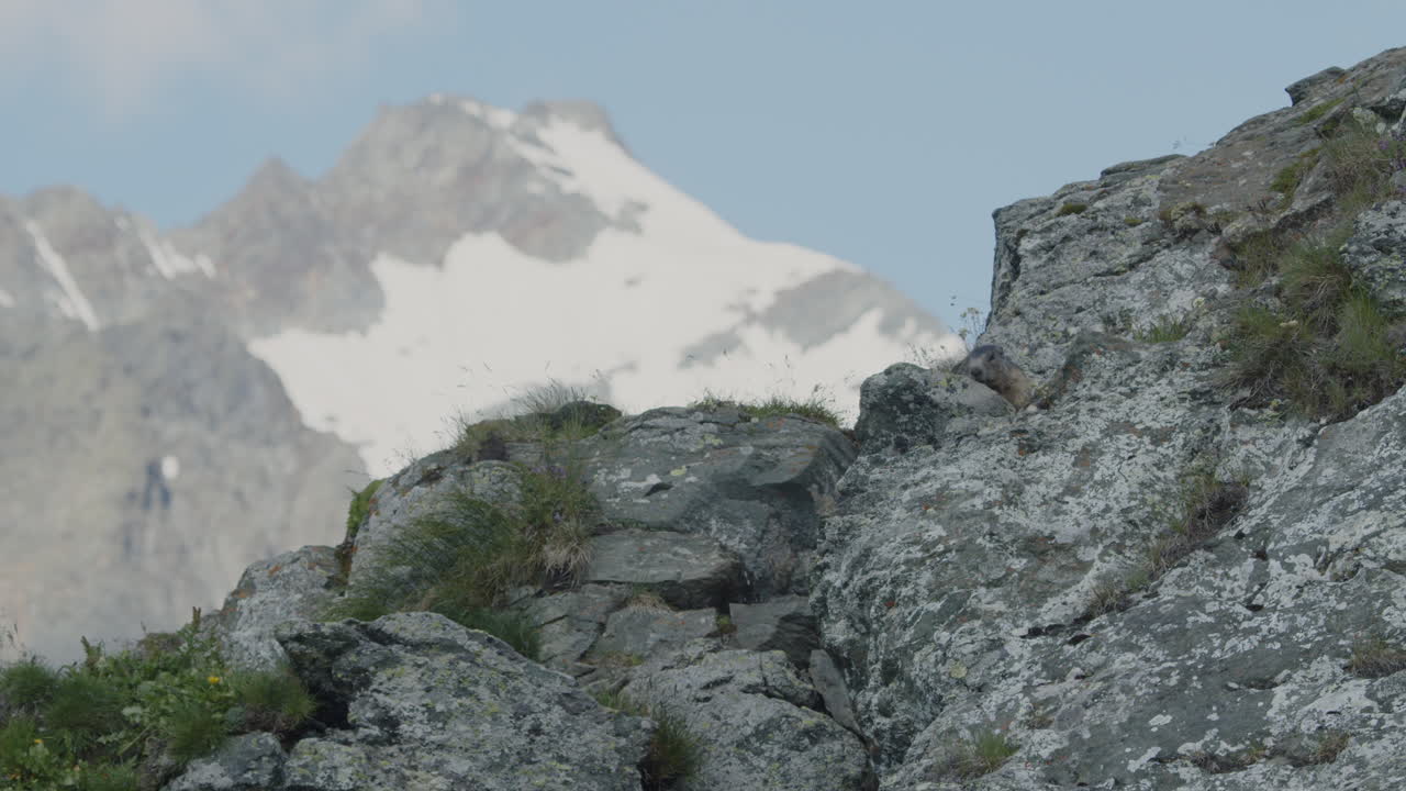 마르모트 가 산 에 있는 바위 뒤 에 숨어 있다