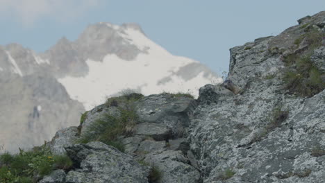 marmot hiding behind a rock in the mountains