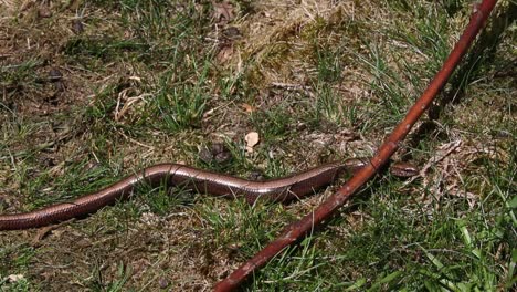 gusano lento, anquis fragilis