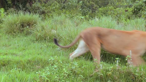 una hermosa leona al acecho en áfrica