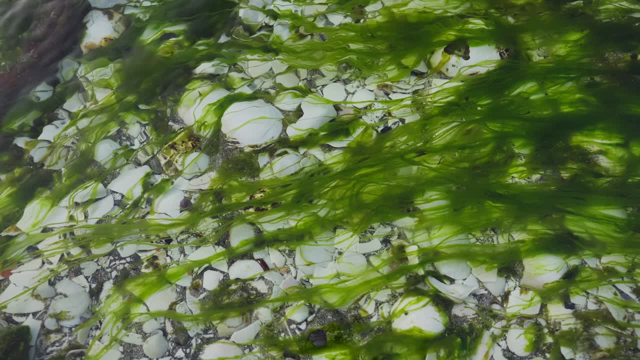 Green algae floating on a stream of clear water with a streambed covered in crushed white shells. Slow Motion 120 fps.