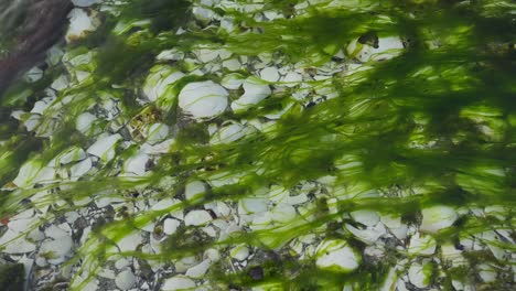 green algae floating on a stream of clear water with a streambed covered in crushed white shells. slow motion 120 fps.