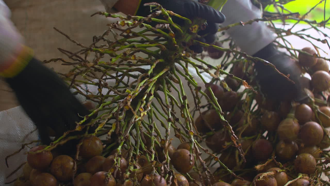 바이오디젤이나 기름을 생산하기 위해 수확하는 가지에서 코욜 야자 열매를 당기는 장갑을 낀 공장 노동자