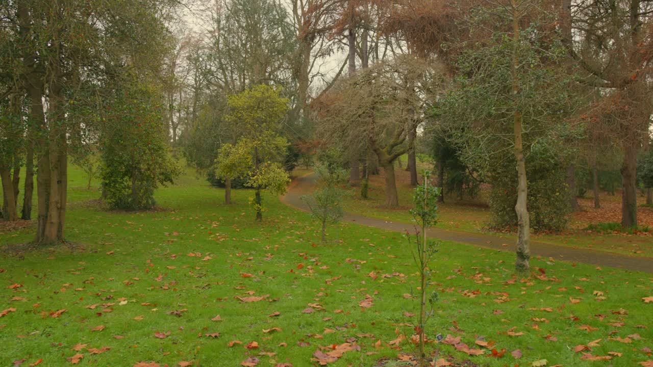 осенняя лиственные лесные деревья на зеленой траве вдоль изгибающейся тропы