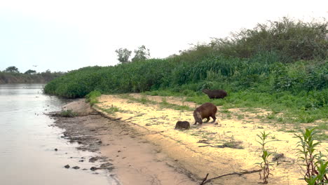 capybaras by the river