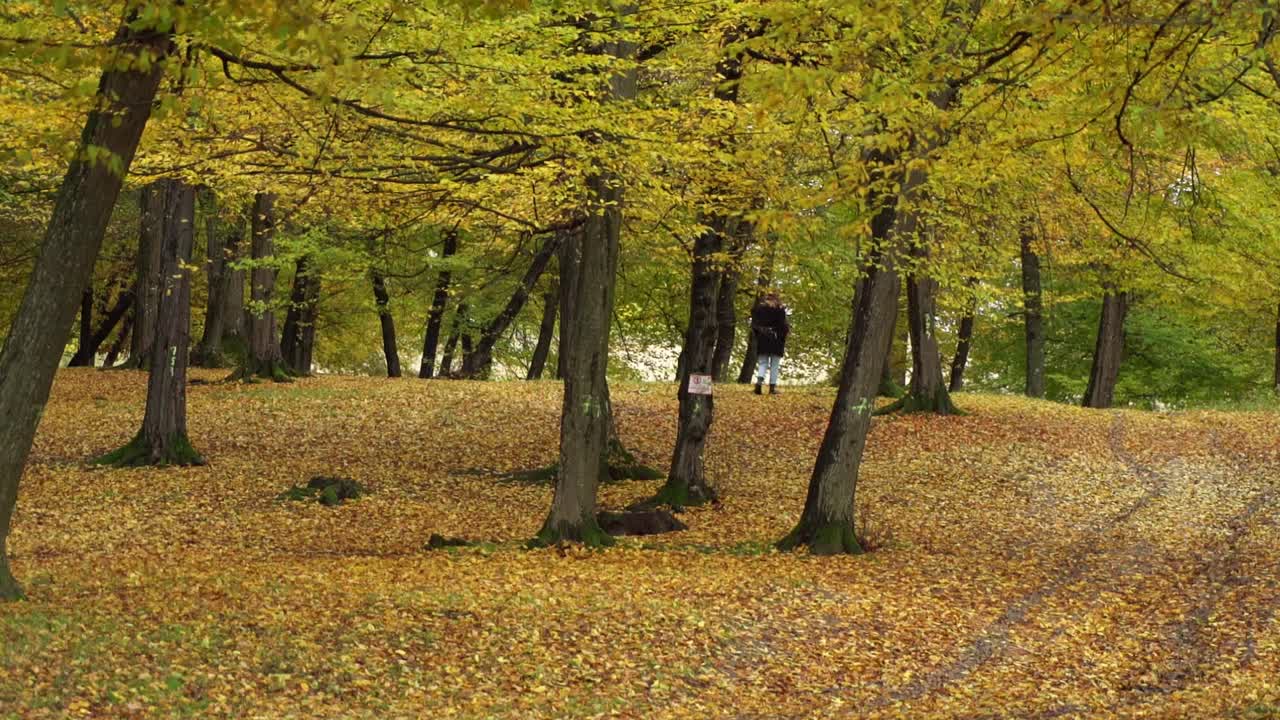 una niña solitaria deambulando por el bosque de hoia durante el otoño en cluj-napoca, rumania