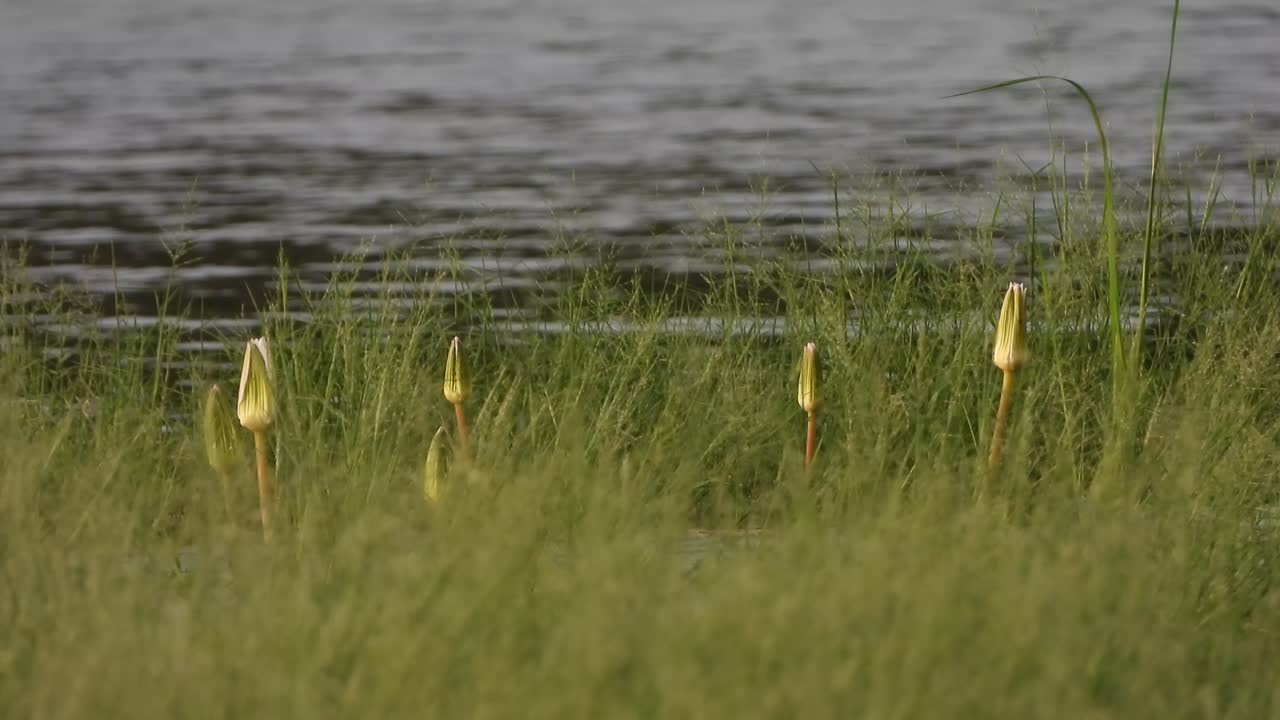 연꽃 - 연못 지역 - 잔디