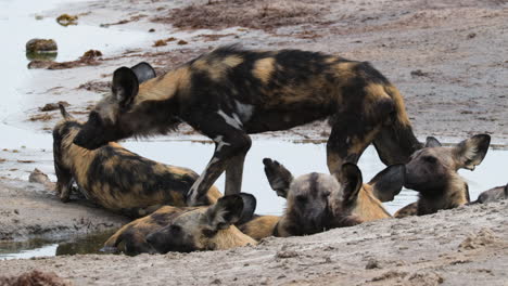 african wild dogs resting on stagnant waters to cool down