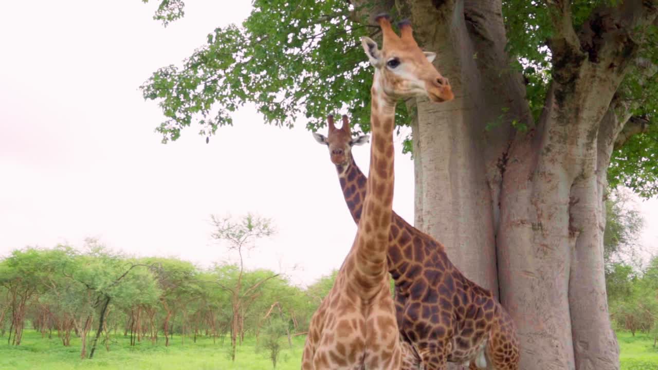 Slow-motion of a pair of graceful giraffes stand beneath a towering baobab tree in the heart of Bandia Reserve, Senegal. Surrounded by vibrant green vegetation.