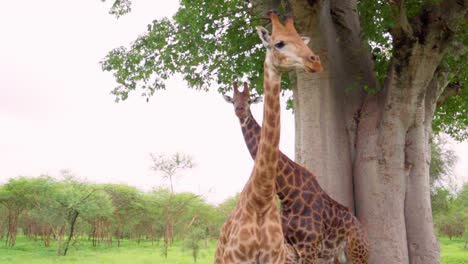 slow-motion of a pair of graceful giraffes stand beneath a towering baobab tree in the heart of bandia reserve, senegal. surrounded by vibrant green vegetation.