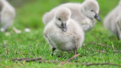 Cute-baby-black-swan-cygnet-feeds-on-green-grass-in-urban-park