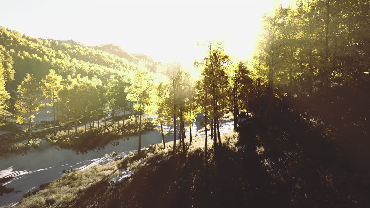 Sunlight filters through trees in a tranquil forest during golden hour