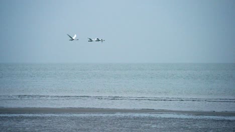 Gänse,-Die-Vor-Dem-Winter-In-Küstennähe-Fliegen