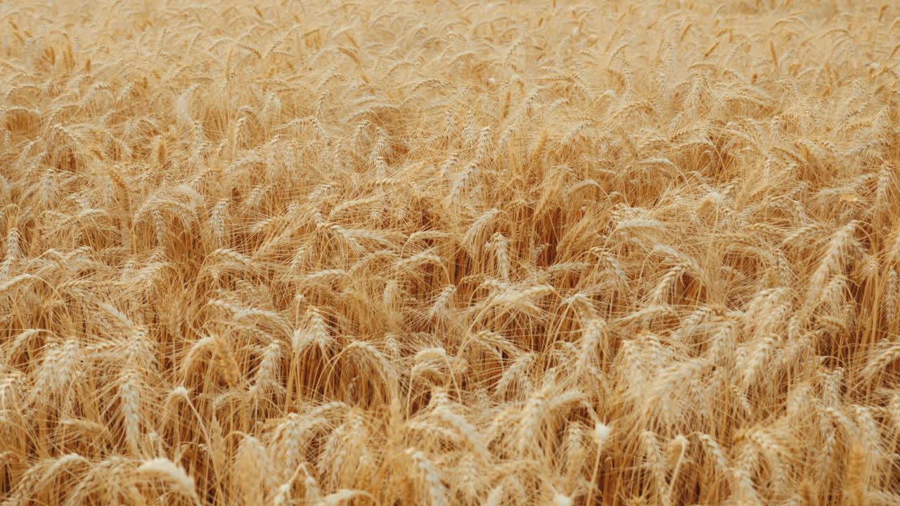 en mark med modne hvedekorn, der svinger i vinden