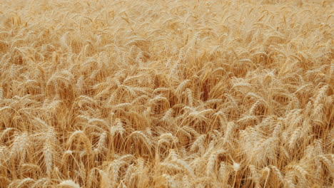 a field of ripe wheat ears swaying in the wind