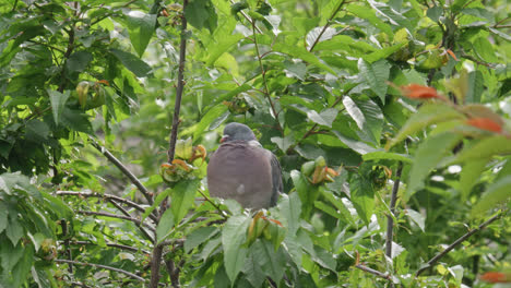 Wild-wood-pigeon-sitting-perched-high-up-in-a-sycamore-tree-in-the-UK-countryside