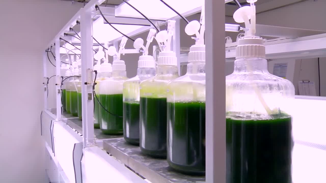 조류는 연구자들에 의해 바이오 연료로 개발되고 사용됩니다 4