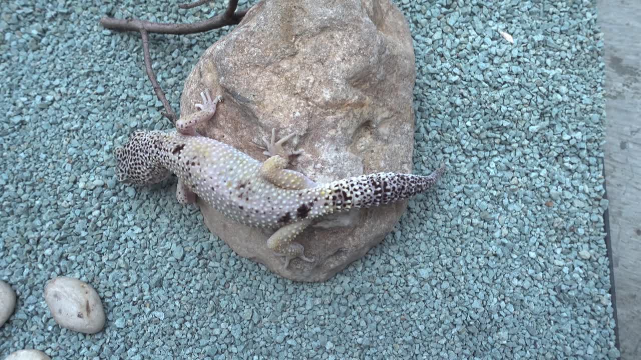 pequeño lagarto manchado sobre piedra y caminando sobre grava azul verde azulado en una jaula cerrada de vidrio, cerca de la estática superior