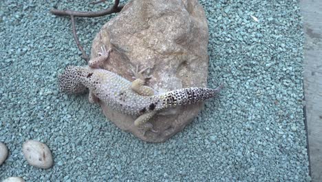 Pequeño-Lagarto-Manchado-Sobre-Piedra-Y-Caminando-Sobre-Grava-Azul-Verde-Azulado-En-Una-Jaula-Cerrada-De-Vidrio,-Cerca-De-La-Estática-Superior