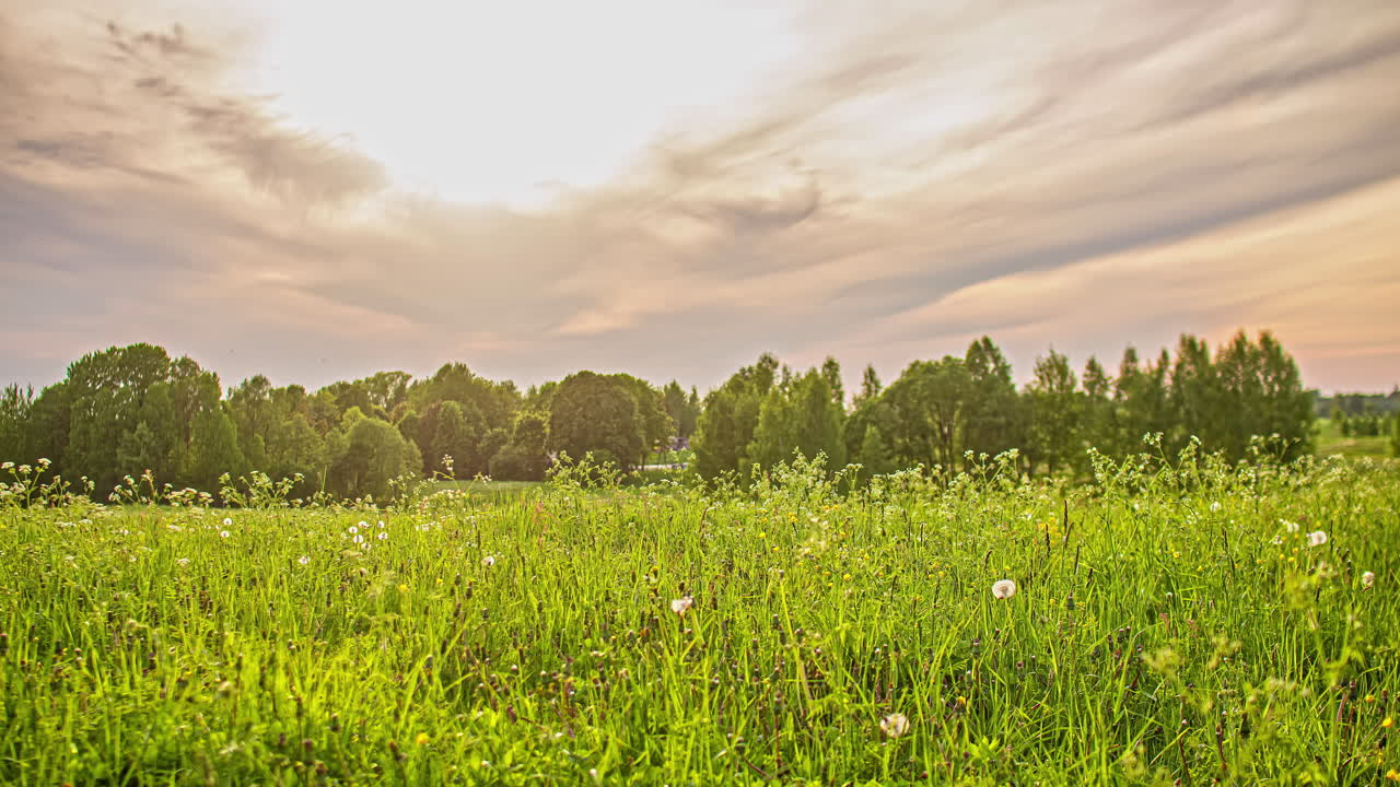 toma en ángulo bajo de un tranquilo prado de flores blancas silvestres en un lapso de tiempo con nubes blancas pasando durante la noche