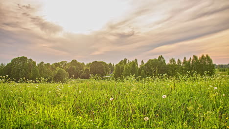 low angle shot of tranquil wild white flower meadow in timelapse with white clouds passing by during evening time