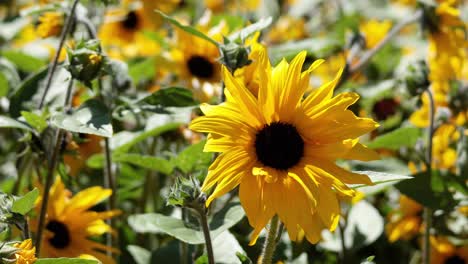 sunflowers gently swaying in the wind