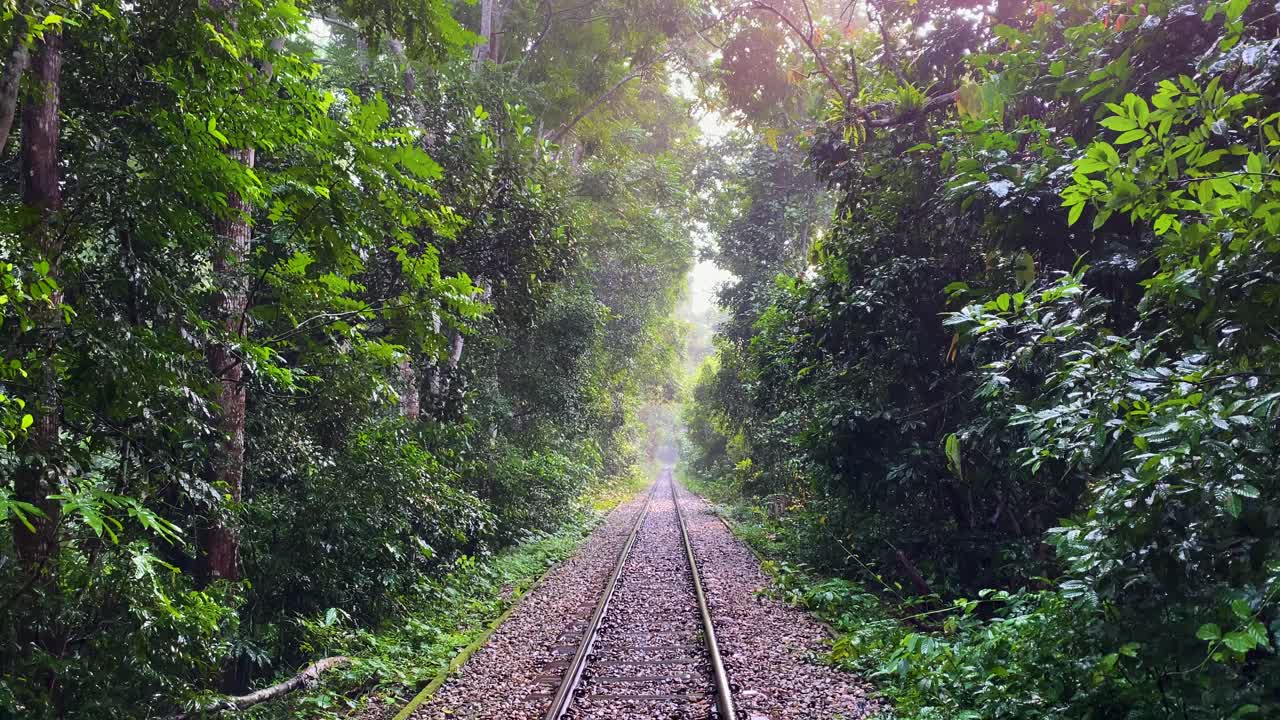 빛이 빛나는 푸른 나무와 라와차라 국립 공원 숲을 가로질러 가는 철도 노선, 철도, 트, 방글라데시