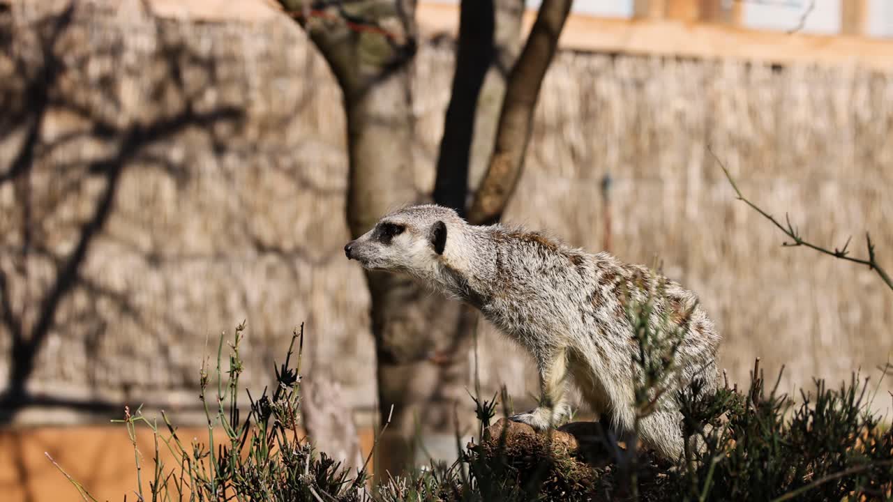 멜버른 동물원 에서 경보 를 받은 수리카트