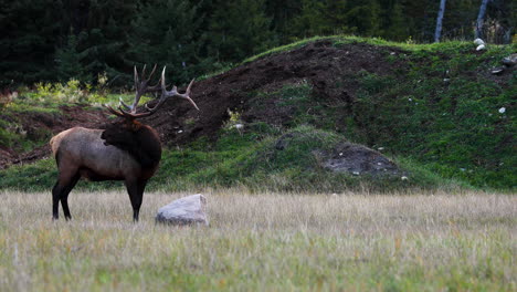 elk macho con cuernos enormes cornetas en el campo durante la temporada de celo de los alces