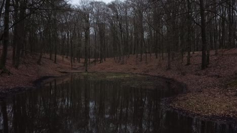 mysterious forest pond in a dark forest with foliage around it, trees are reflected in the water