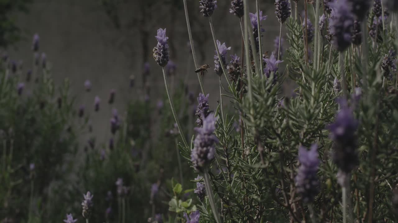 Coppia di api che raccolgono polline su un cespuglio di lavanda in slow motion, alba con panoramica verso l'alto