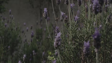 un par de abejas recogiendo polen en un arbusto de lavanda a cámara lenta, el amanecer se inclina hacia arriba