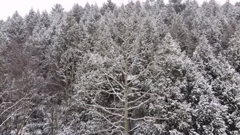 aerial winter view of tree line as dark bird quietly rests in frozen sherbrooke