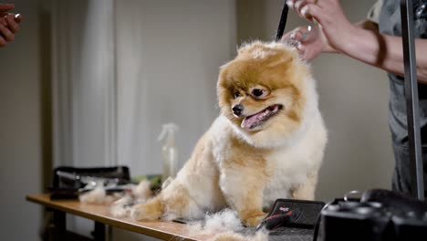 two groomer is caring about hair of small cute dog in grooming salon, trimming by scissors and brushing, puppy is sitting on a table