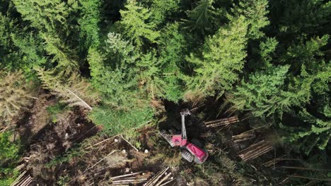 vista de arriba hacia abajo del equipo de tala en acción en el bosque - bosque de abetos de procesamiento