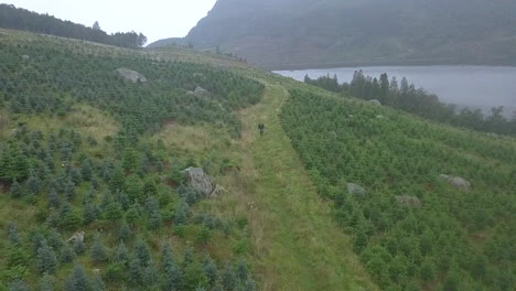 Aerial-drone-view-of-single-man-hiking-on-hill-covered-with-pine-trees