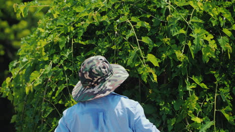 hábil jardinero latinoamericano podando ramas de árboles cuidado del jardín