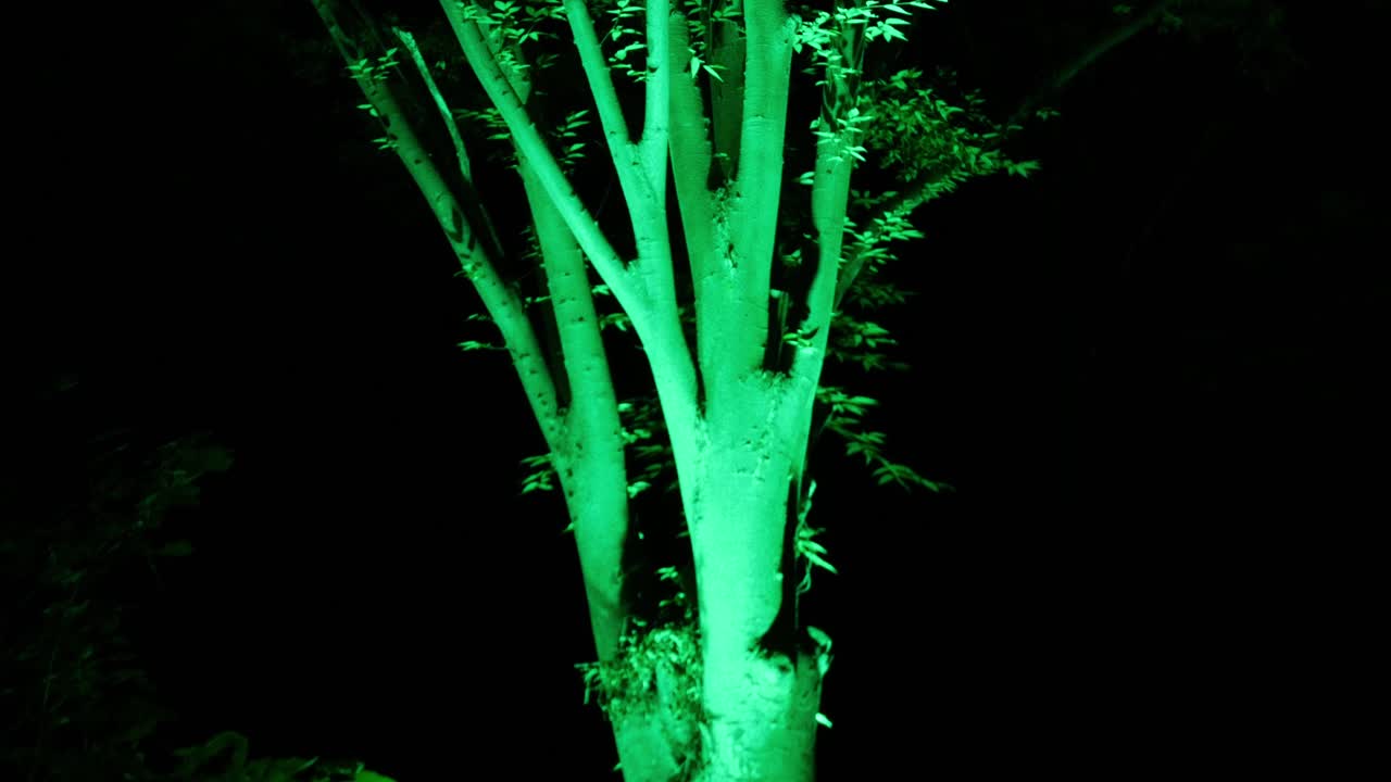 una toma inclinada de un árbol iluminado con luz verde sobre un fondo oscuro por la noche