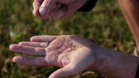 Farmer-inspects-crops-and-seeds-in-the-early-morning-on-commercial-sod-farm